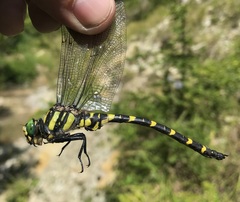 Cordulegaster picta