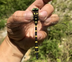 Cordulegaster picta
