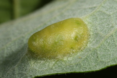 Euura bridgmanii