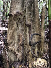 Heritiera trifoliolata