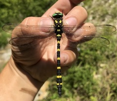 Cordulegaster picta