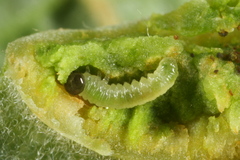 Euura bridgmanii