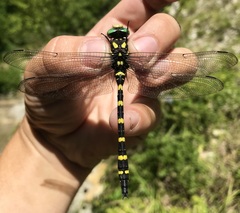 Cordulegaster picta