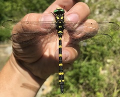 Cordulegaster picta