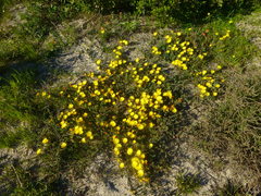 Lampranthus explanatus