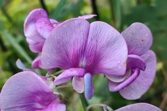Lathyrus latifolius