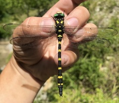 Cordulegaster picta