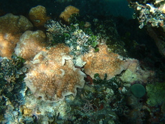 Turbinaria stellulata