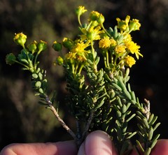 Euryops imbricatus