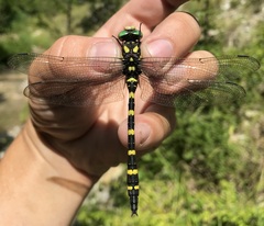 Cordulegaster picta