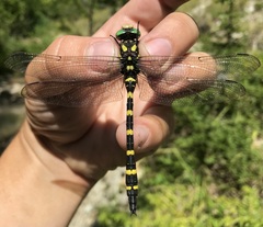 Cordulegaster picta