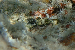 Tridacna maxima