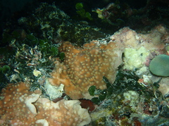 Turbinaria stellulata