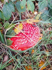 Amanita muscaria