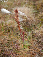 Micranthes hieraciifolia