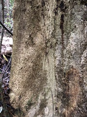 Heritiera trifoliolata