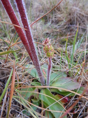 Micranthes hieraciifolia