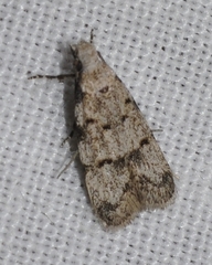 Symmoca signatella