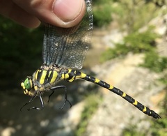 Cordulegaster picta