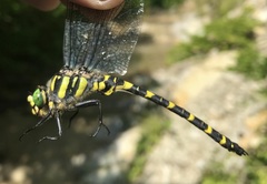 Cordulegaster picta