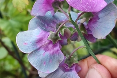 Lathyrus latifolius