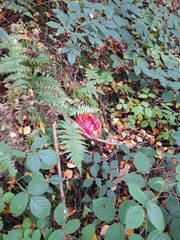 Amanita muscaria