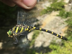 Cordulegaster picta