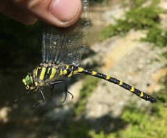 Cordulegaster picta