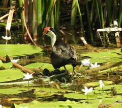 Irediparra gallinacea