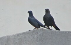 Onychognathus morio morio