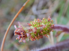 Micranthes hieraciifolia