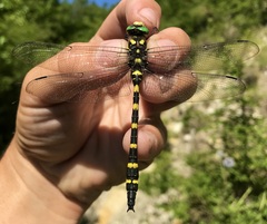 Cordulegaster picta
