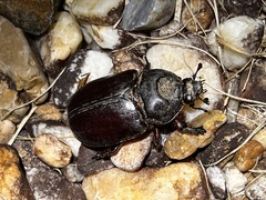 Strategus aloeus