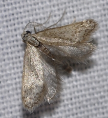 Dissoctena albidella