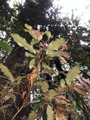 Heritiera trifoliolata