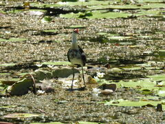 Irediparra gallinacea