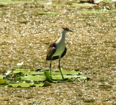 Irediparra gallinacea
