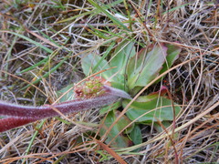 Micranthes hieraciifolia