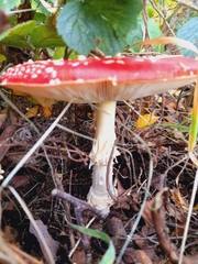 Amanita muscaria