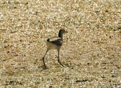 Irediparra gallinacea