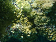 Montipora