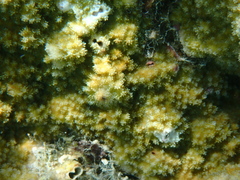 Montipora