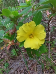 Hibbertia cuneiformis