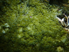 Montipora