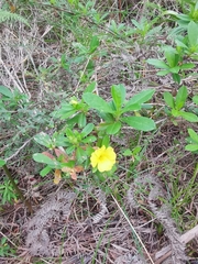 Hibbertia cuneiformis