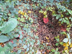 Amanita muscaria