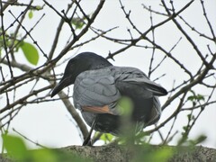 Onychognathus morio morio