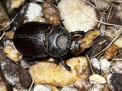 Strategus aloeus