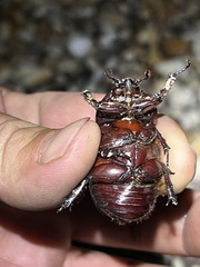 Strategus aloeus
