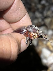Strategus aloeus